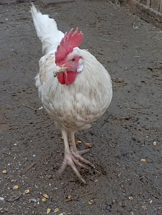 Продам петушка молодого Лингор