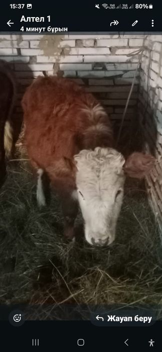 баспақтар сатылады 250