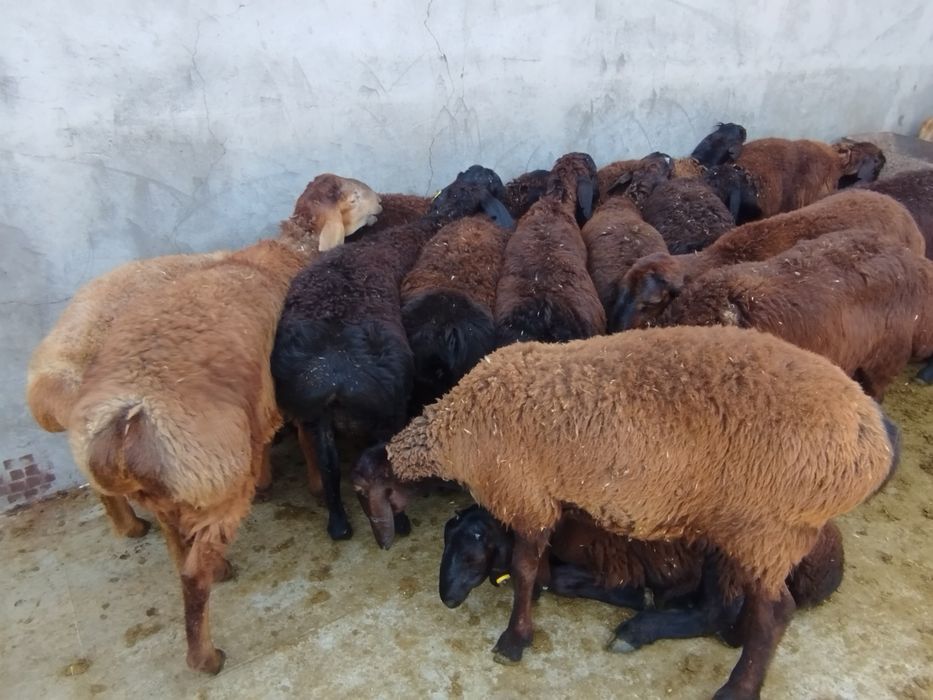 Qoʻchqor Qozogʻistondan kegan 4 mln 200 dan soʻravonmiz uydan beramiz