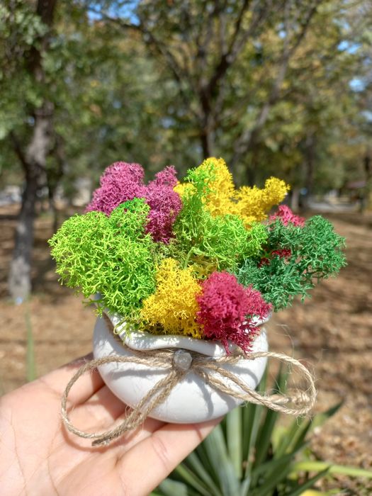 Керамична кашпа или дървено пънче с коронка от скандинавски мъх