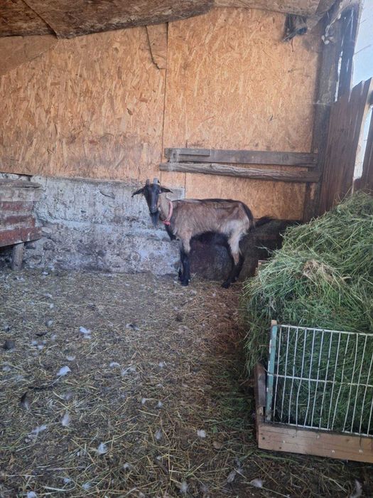 Capra alpina.franceza