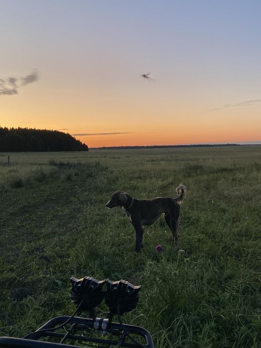 Таза қанды Тазы сатылады