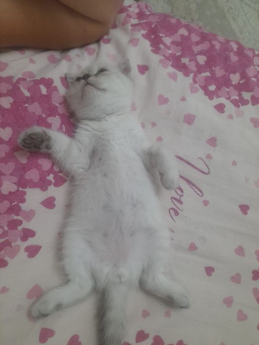 Продается котята