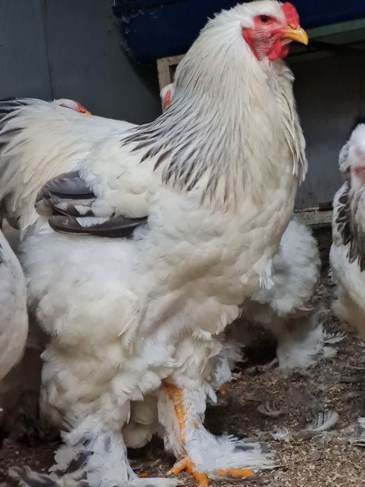 Cocos Brahma Columbia alb albastru