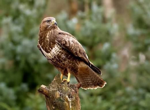 Продам канюка ручного