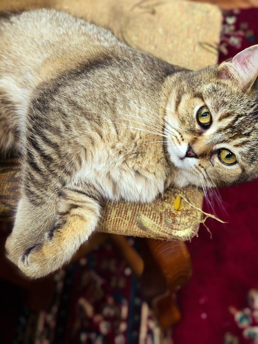 Золотистый шиншилла