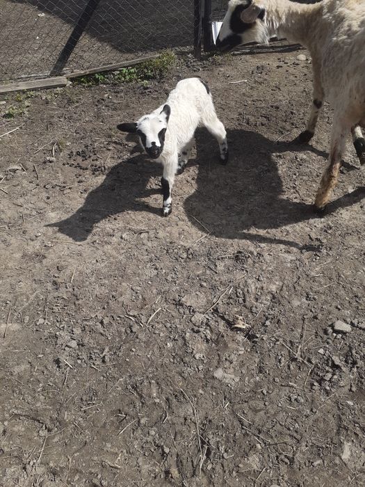 Vând Berbec Breaz 2 ani