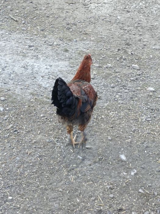 Продается куры молодки и петушки молодые