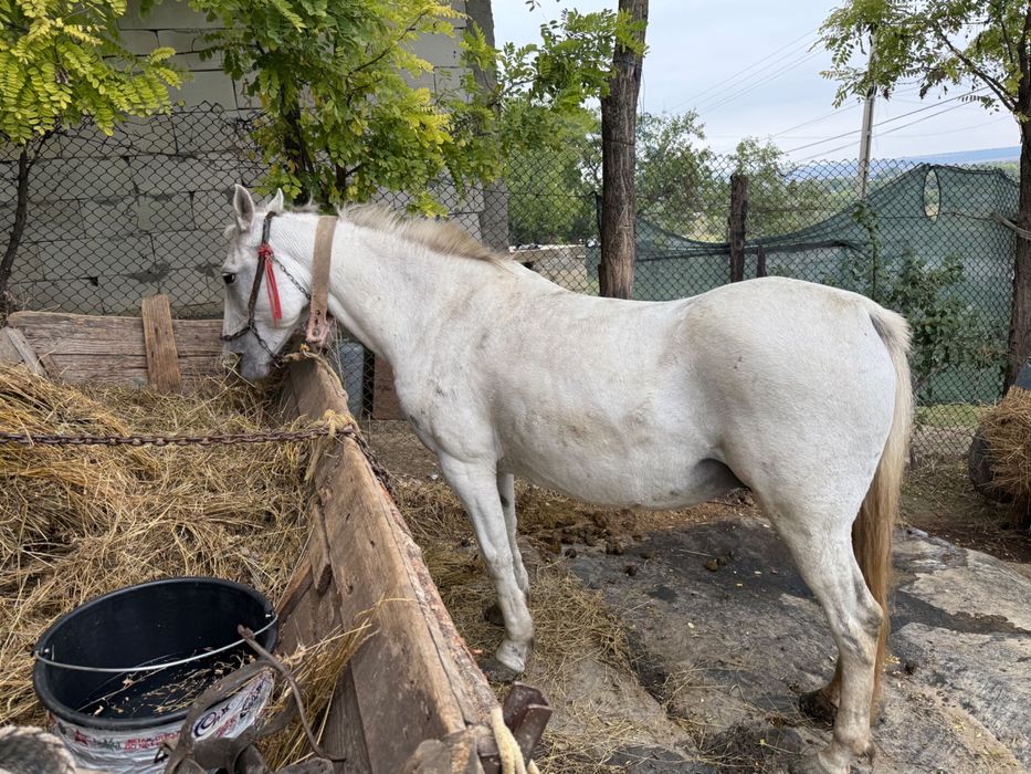 Iapa tânără de vânzare