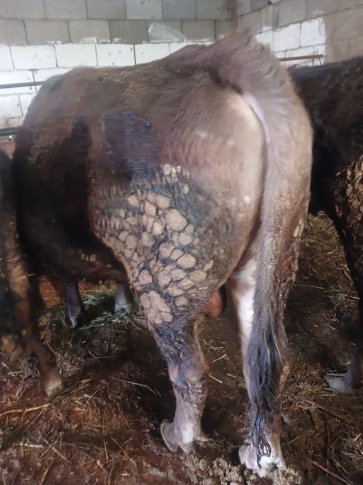 Продам быка.        Двух годовалый