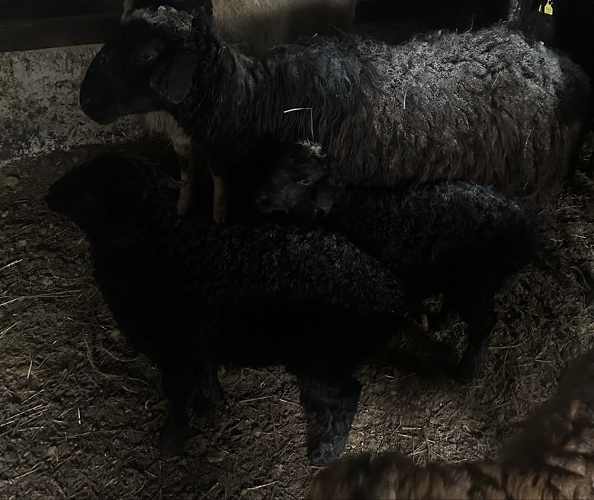 Продам овцу с двумя ягнятами