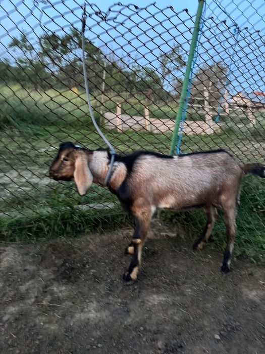 Capre si iezi Anglonubieni