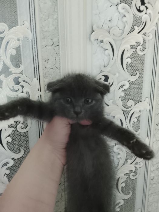 Продам 2 котят британцев