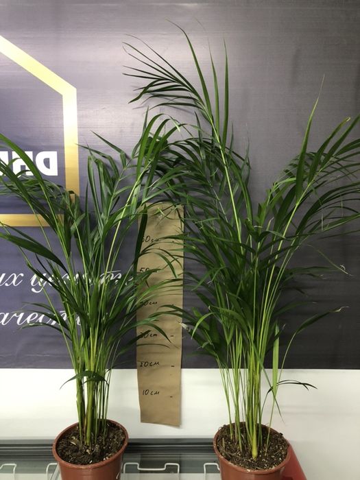 пальма маленькие годавалые