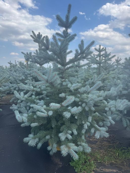 Ель голубои глаука блю даимент супер блю