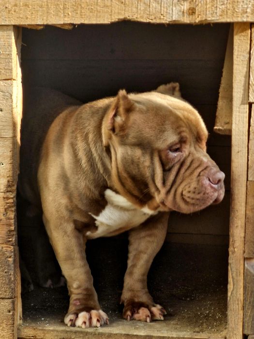 Американско були покет