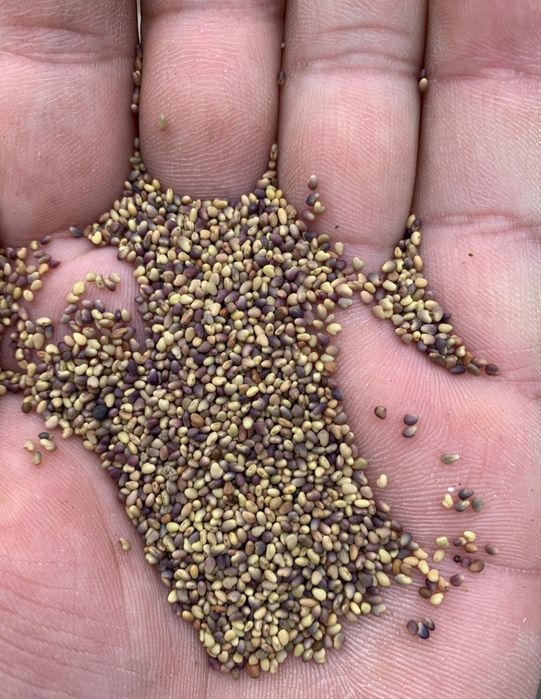 Semințe de lucernă, trifoi, ghizdei,trifoi roșu reîncărcat...