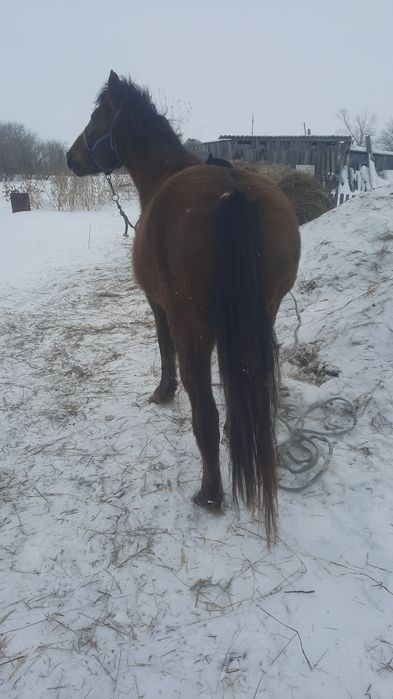 Продам кобылу жирную