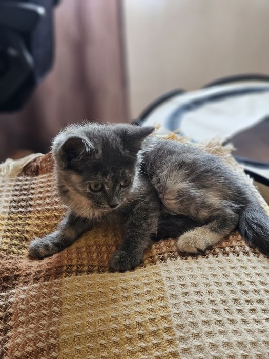 Котенок в добрые руки ( вроде кот)