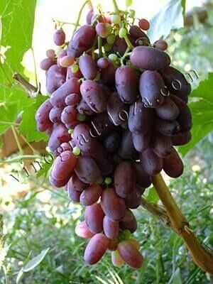 Виноград "РИЗАМАТ"