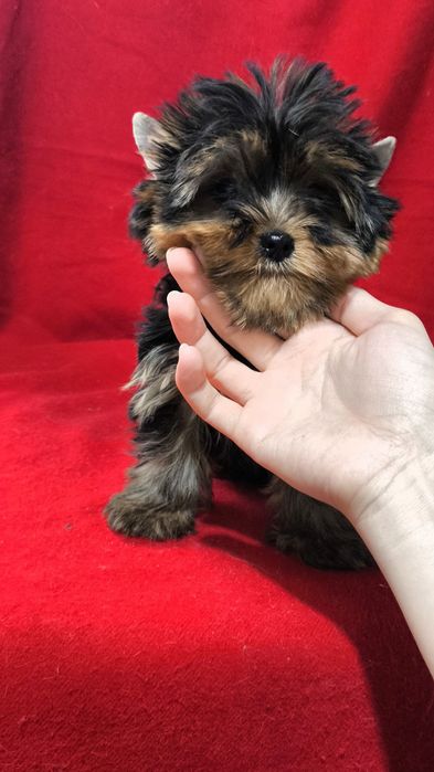 Щенки Йоркширского терьера