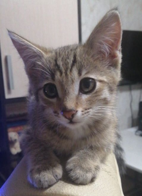 Отдам  котенка  бесплатно