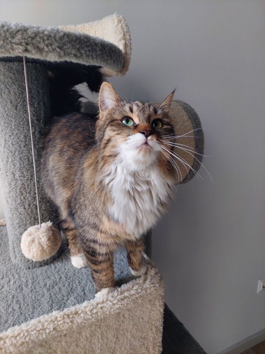 Котенок девочка Ташкент