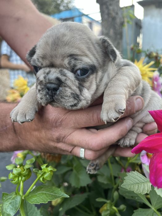 Щенки французского бульдога