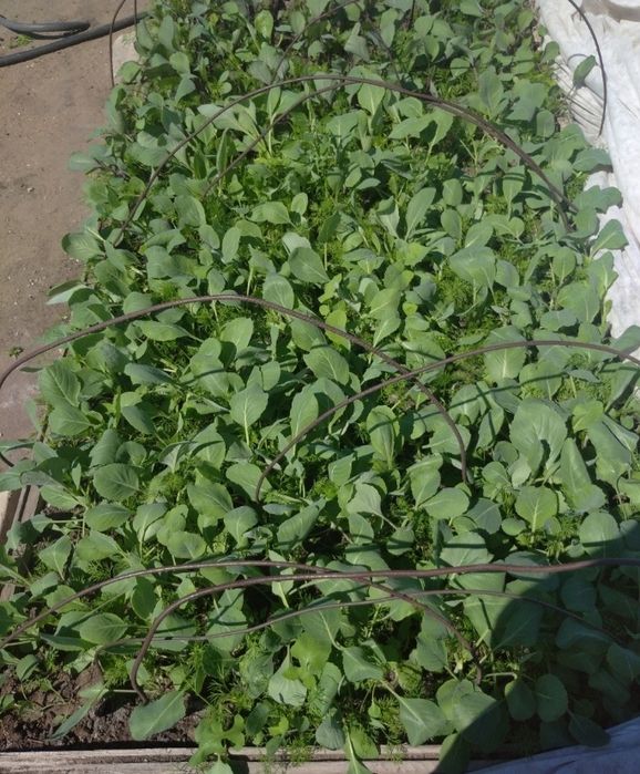 Продам рассаду Тобыл (Затобольск)