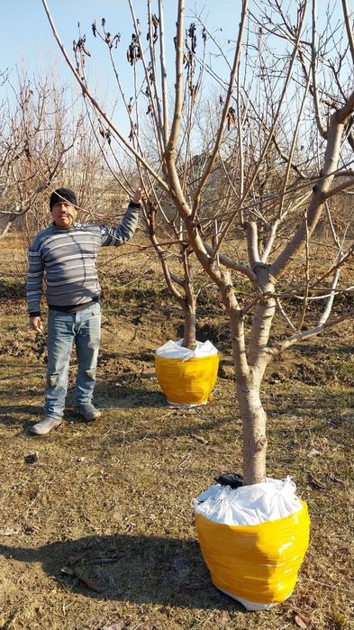 Котта дарахтлар.сотуви