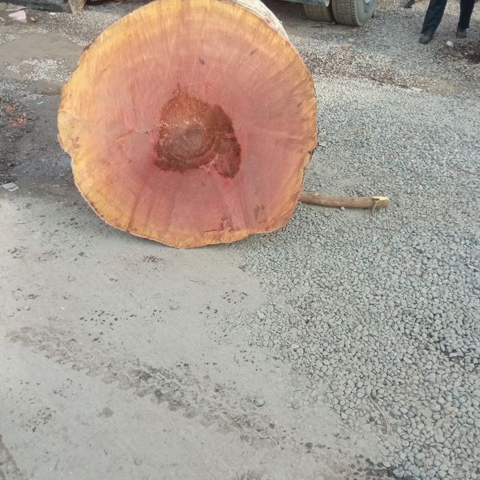 Goshtonkala sotladi 250$ dan