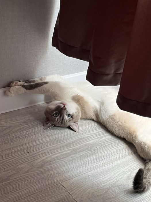 Вязка кота Линкс поинт