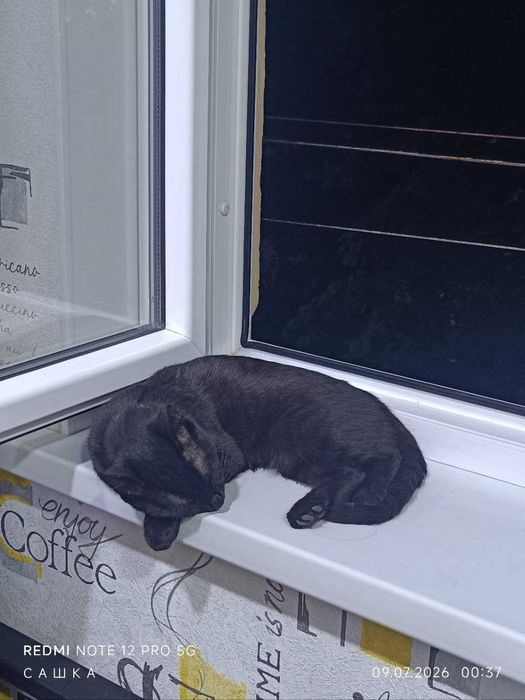 Отдам котика в хорошие руки