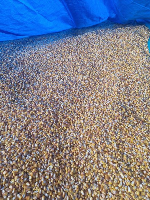 Vand porumb  ,graunte