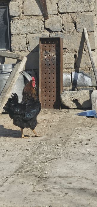 Кораз сатам арзан бағада