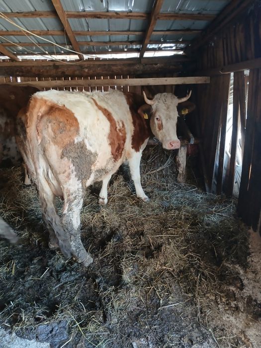 Vand vacii și juninci la prima fatare gestante împlinite de fatat și c