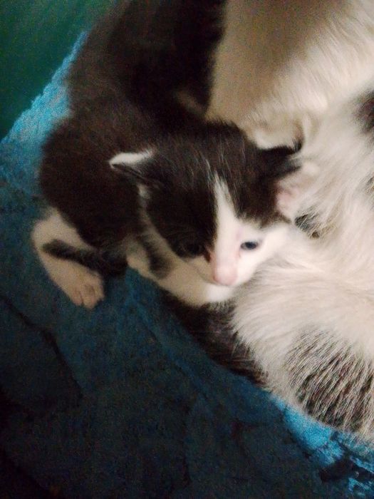 Отдам котят даром
