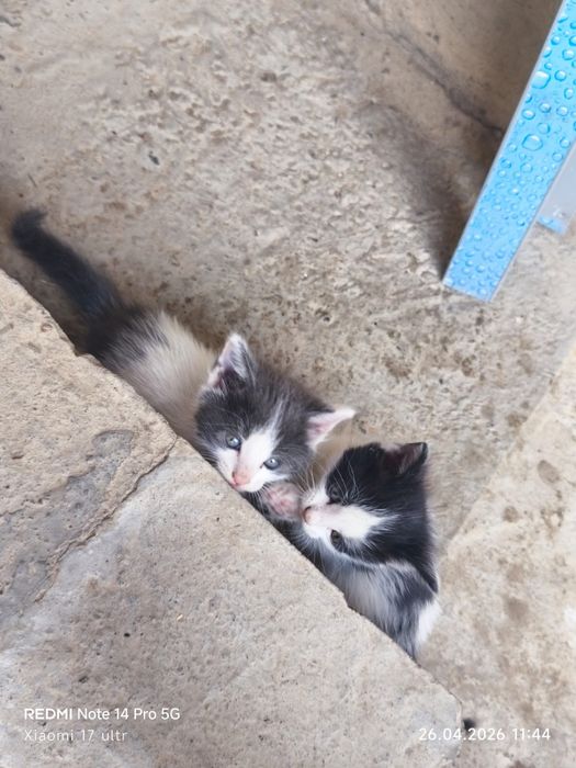 Отдам 4 котят в добрые руки