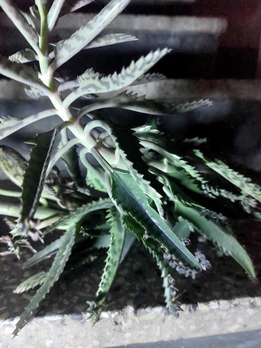 Каланхое Деграмона лечебно