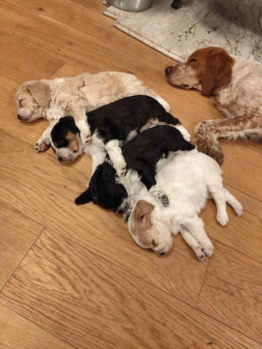 Продаваме кученца на 50дни , 2 мъжки и 3  женски,захранени