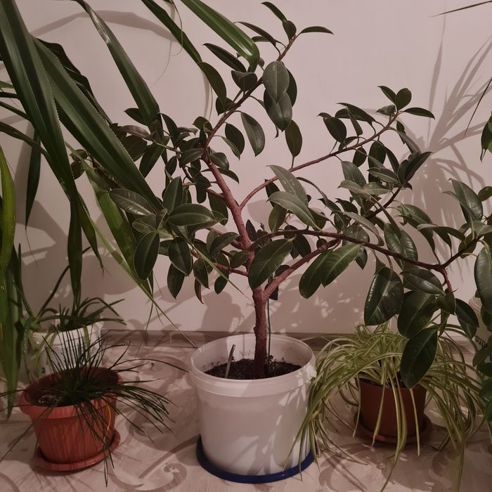 Продам комнатные цветы