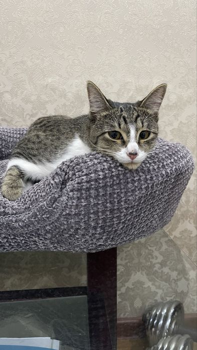 Домашние котята в добрые руки