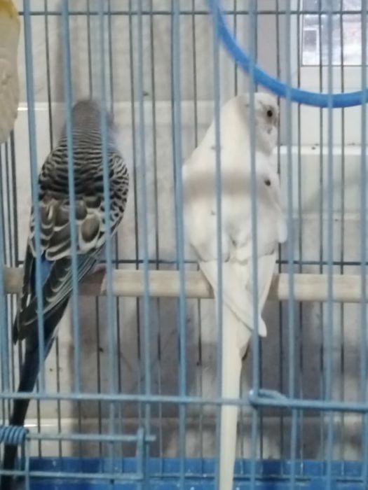 Продам попугаев с клеткой срочно