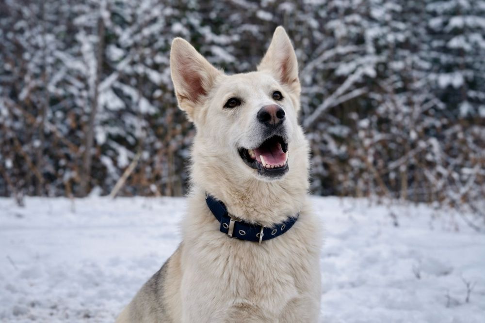 Хасандра — добрая девочка с большим сердцем ищет дом