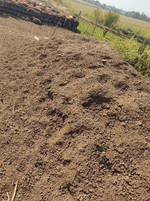 Chirindi Go'ng o'g'tlar bog'larga, ko'chatlarga, gazonga