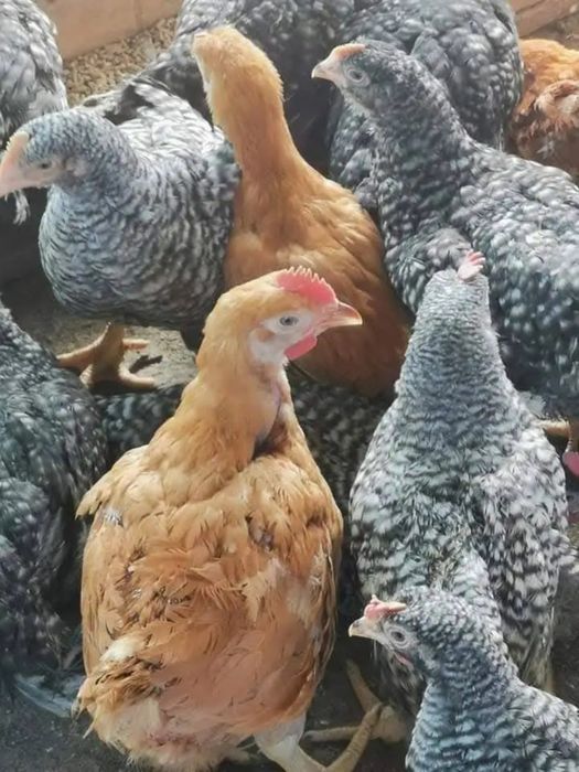 Pui alb de carne pui rasa mixta