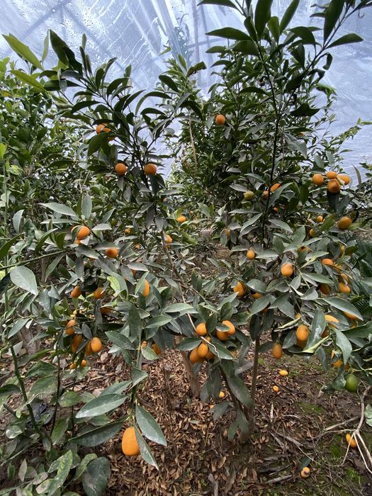 Pomello kumkuvat koʻchatlar