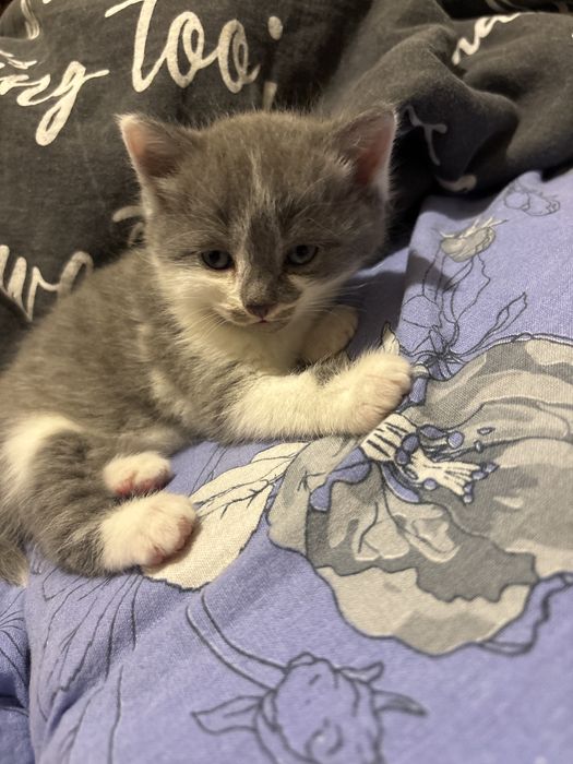 Отдам котят 1 мальчик 1 девочка