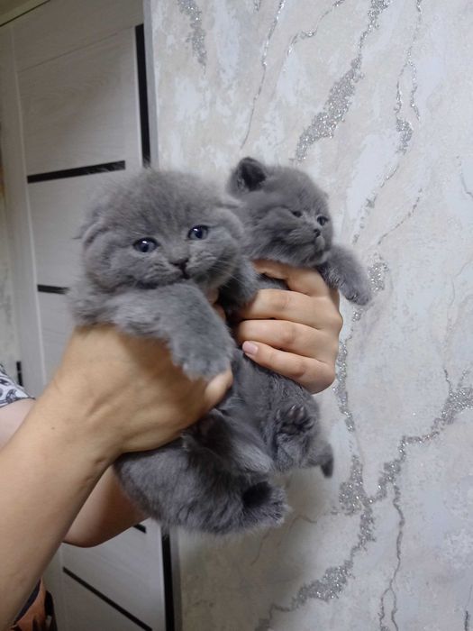 Skotish fold va strayt