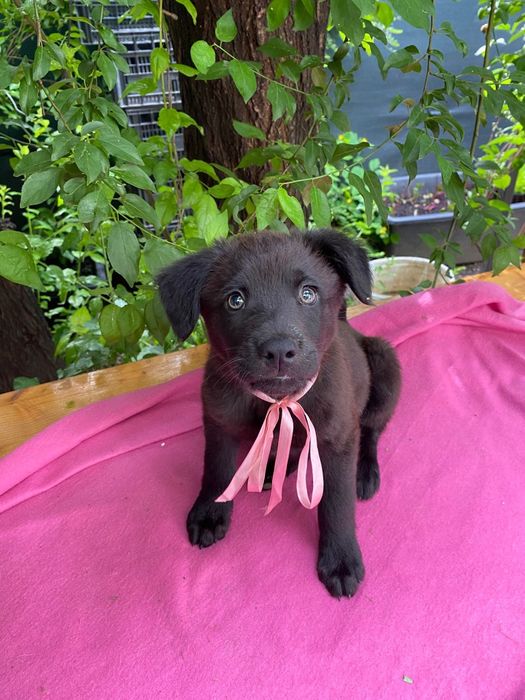 Catelusa spre adoptie
